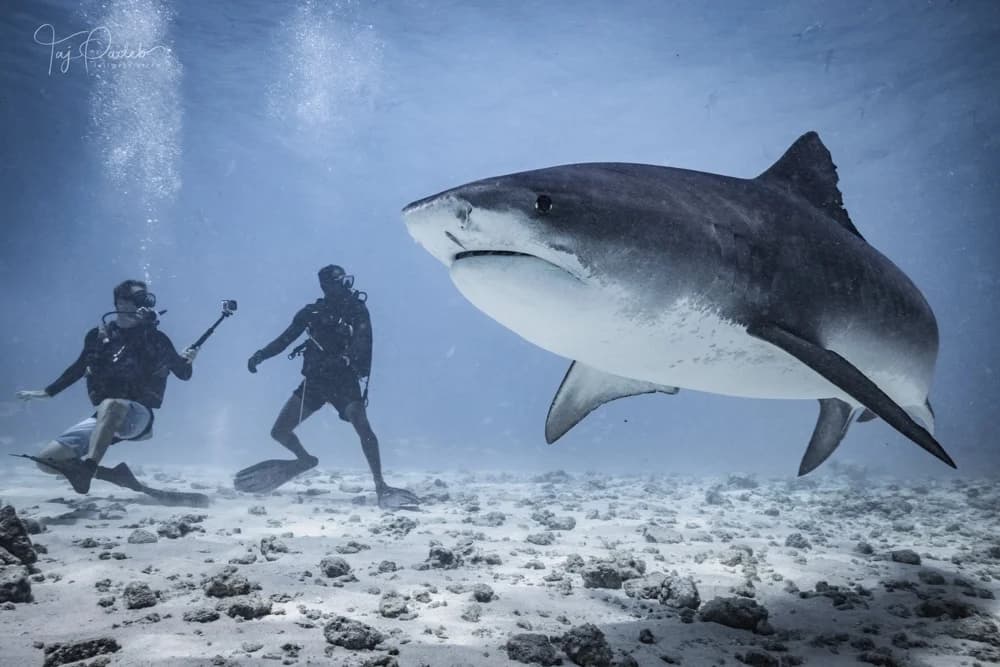 Is it Safe to Dive with Tiger Sharks? - Zac Spowart | Nomadic Addictt Sober Travel