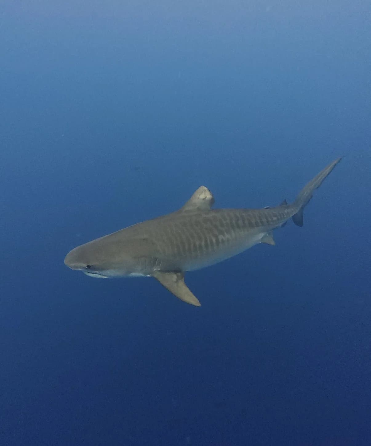 What Tiger Sharks Taught Me About Facing Fear - Zac Spowart | Nomadic Addictt Sober Travel