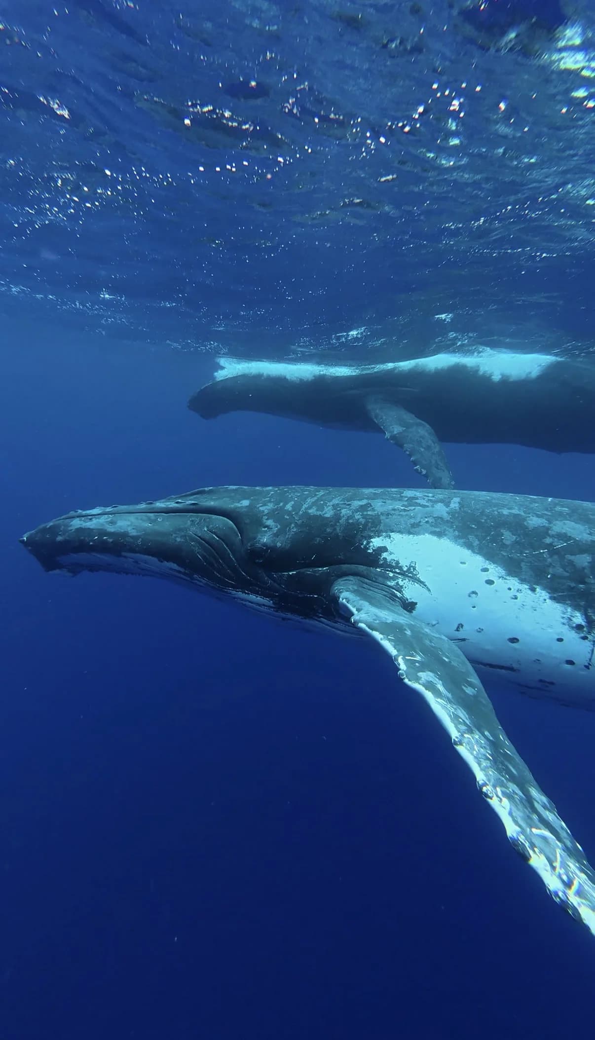 Swimming With Humpback Whales in Tonga - Zac Spowart | Nomadic Addictt Sober Travel