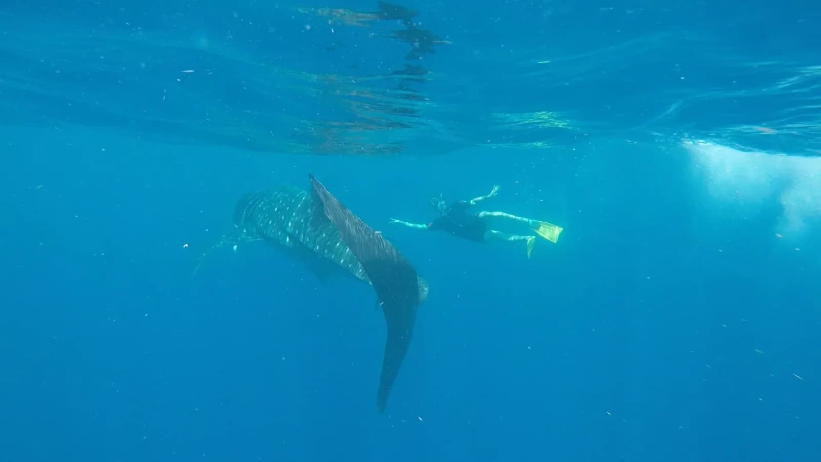 Whale Sharks in Isla Mujeres: The Leap That Changed Everything - Zac Spowart | Nomadic Addictt Sober Travel