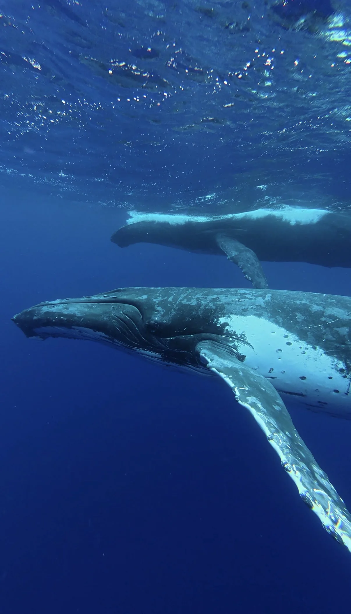 Two humpbacks cruising past, somewhere off Vava'u. | Two adult humpback whales in clear blue water off Tonga, sober adventure travel, Nomadic Addictt. Two humpbacks cruising past, somewhere off Vava'u. | Two adult humpback whales in clear blue water off Tonga, sober adventure travel, Nomadic Addictt.