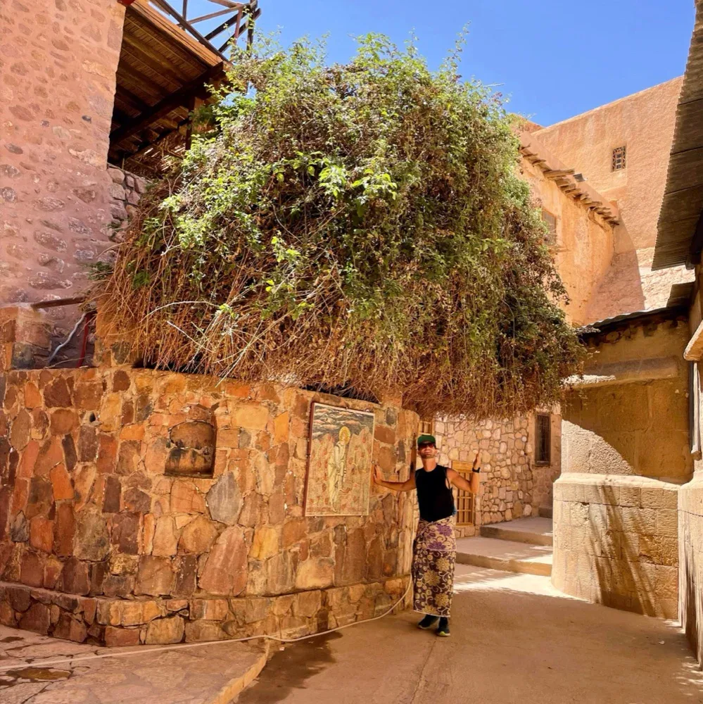 Burning Bush, Mt. Sinai Burning Bush, Mt. Sinai