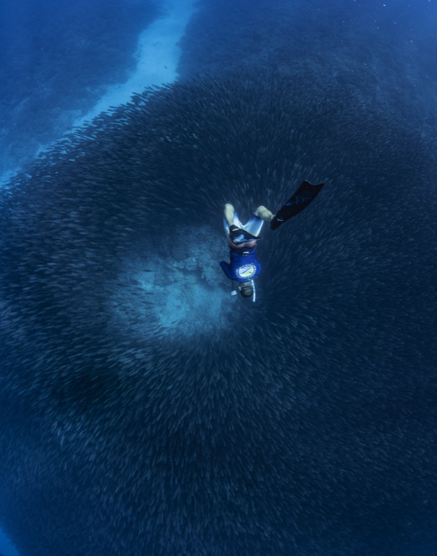 Underwater sober adventures, freediving with a massive sardine ball