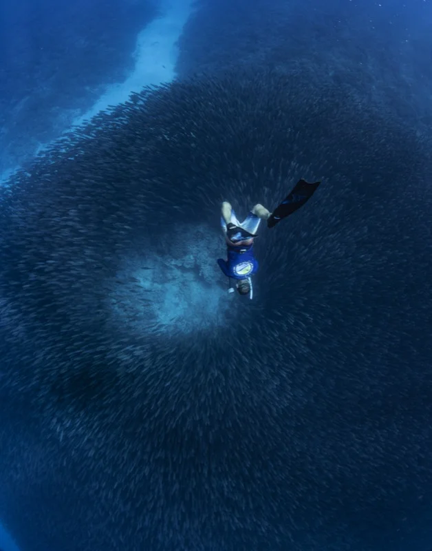 Underwater sober adventures, freediving with a massive sardine ball Underwater sober adventures, freediving with a massive sardine ball
