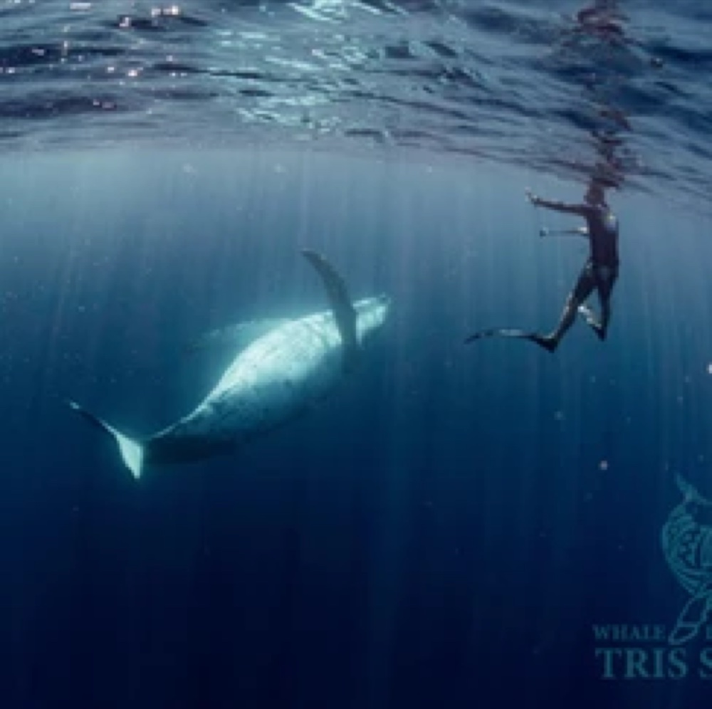 Swimming with humpback whales in Tonga