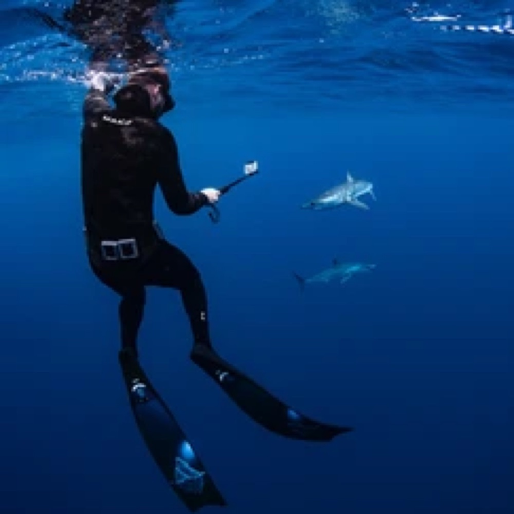 Freediving with mako sharks in Cabo San Lucas, Mexico