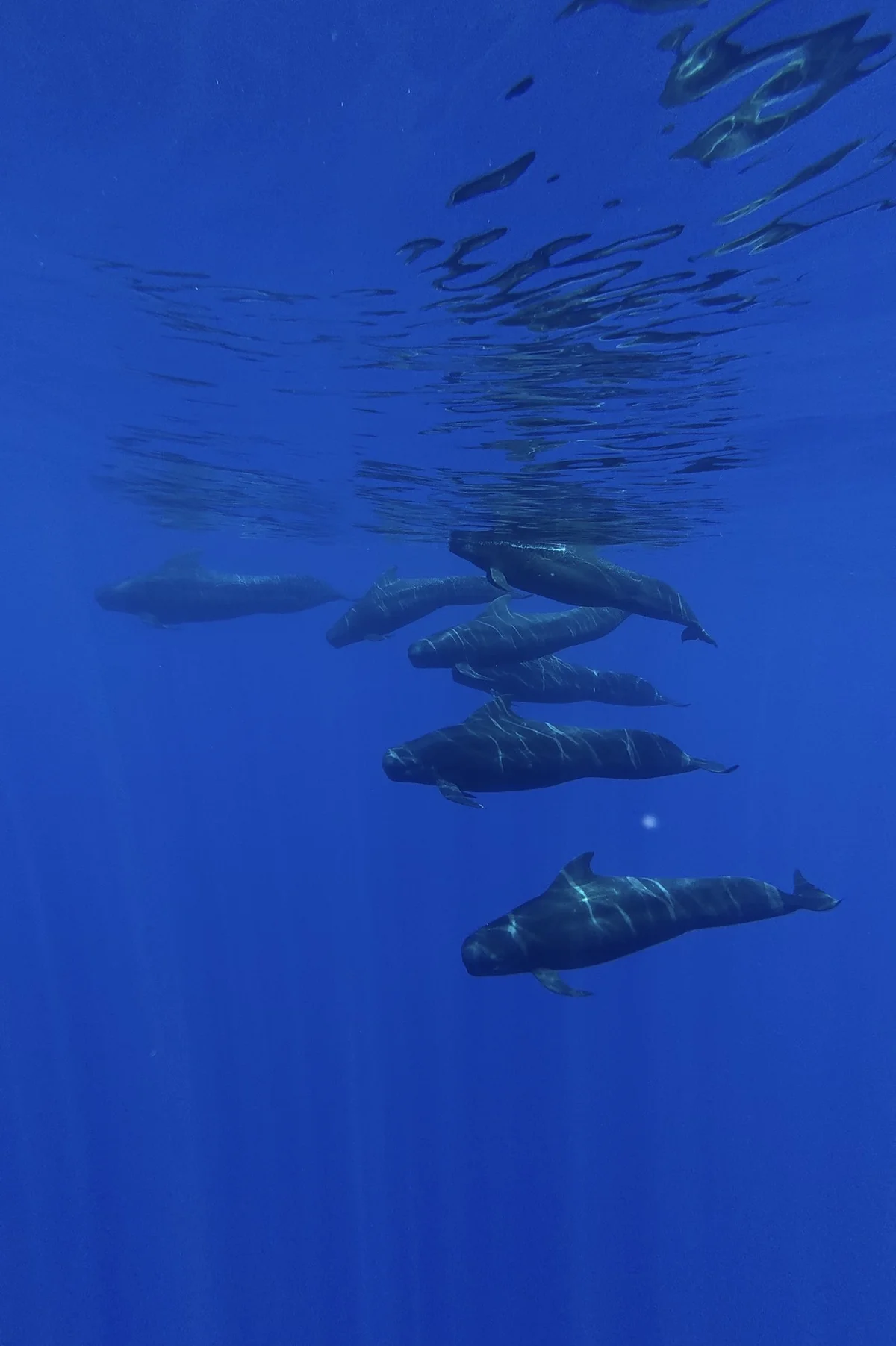 Pilot whales gliding through the deep blue off the Kona coast